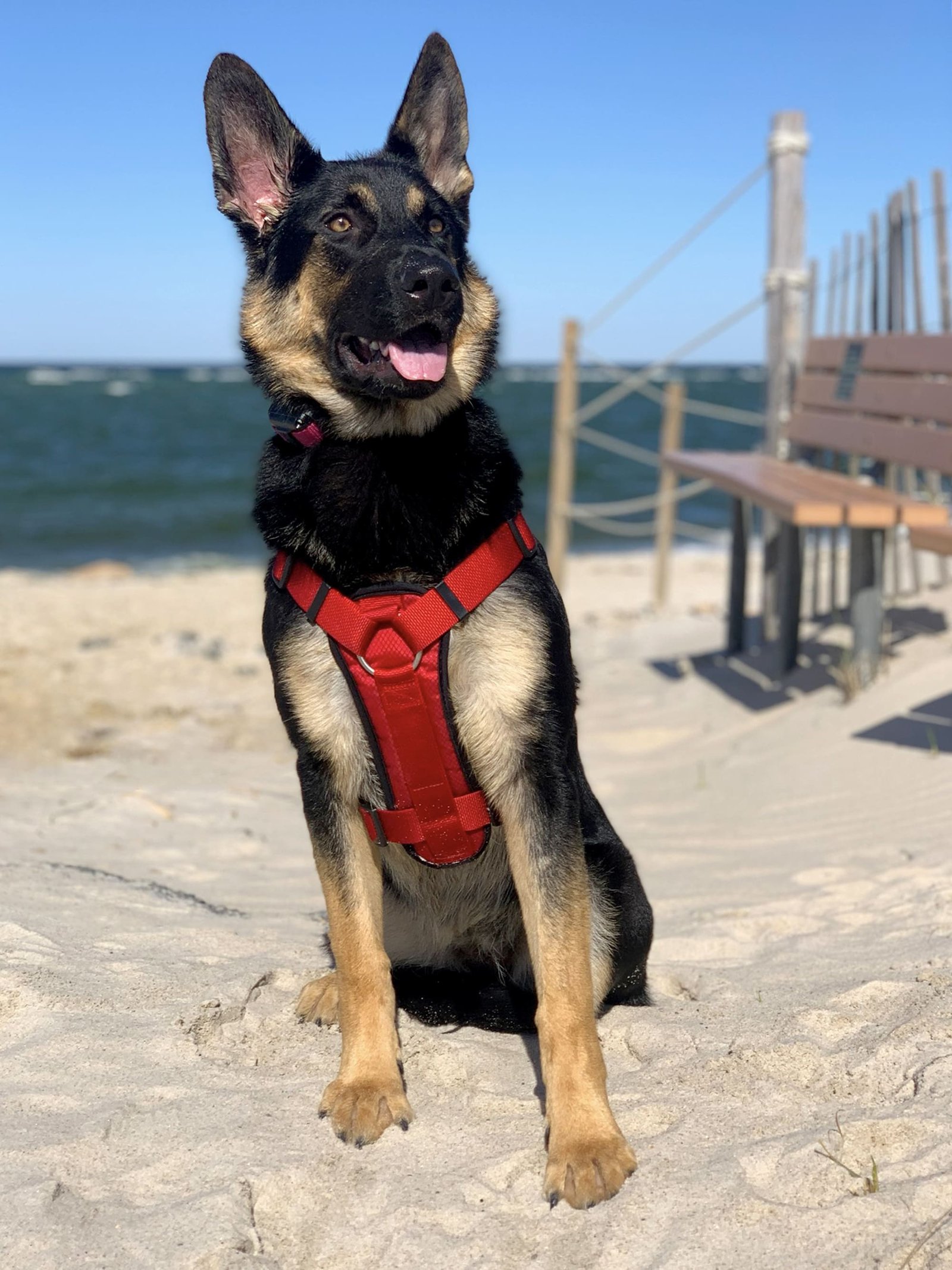 vigilantk9security